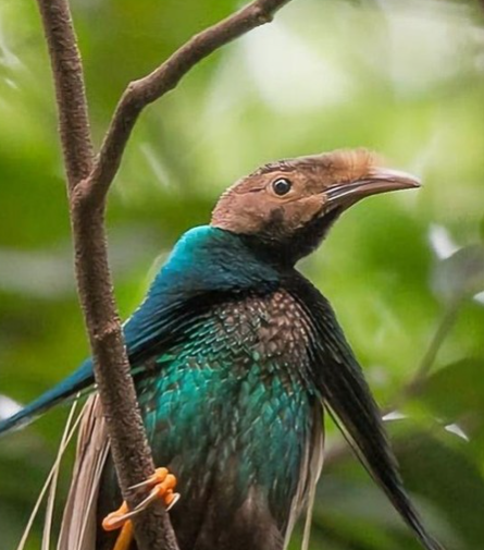 Burung Bidadari